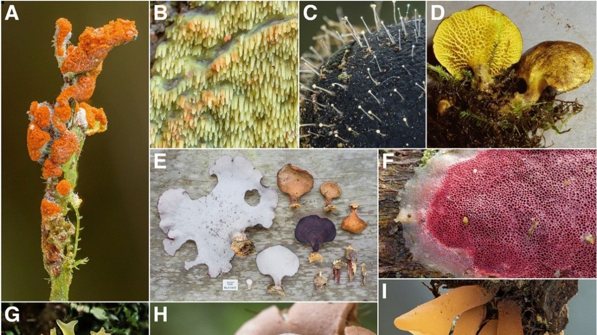 Documento. Investigadores del Instituto Nacional de Biodiversidad desarrollaron un estudio.
