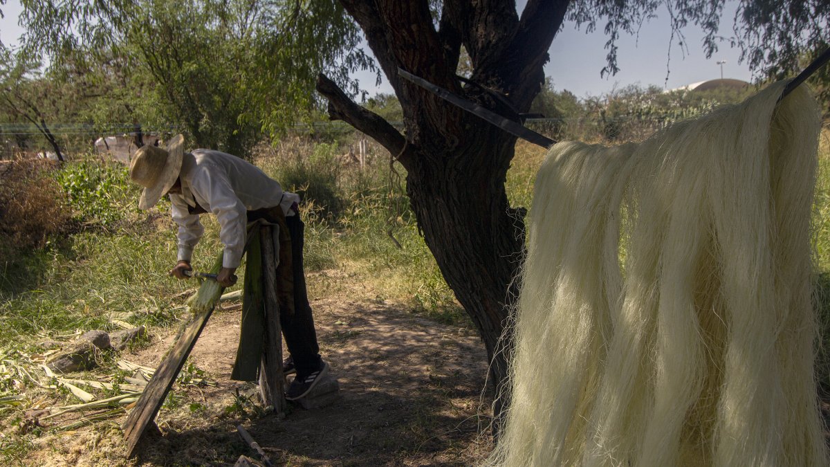 Pistas. Abraham Mayorga trabaja en el proceso de la fibra de ixtle, en el poblado Villa Progreso (México).
