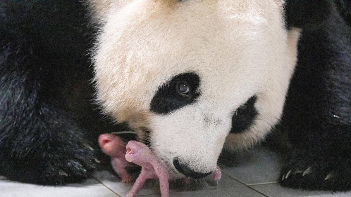 Nacimiento de dos pandas gemelos en un zoo de Corea