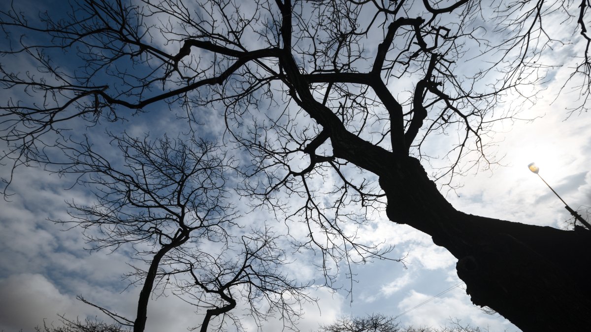 Hecho. En diferentes sectores de la ciudad se registran árboles sin hojas.