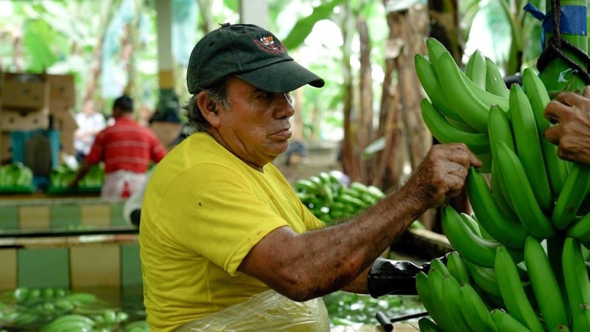 Hacienda.- Una persona trabaja alistando al banano que será exportado.