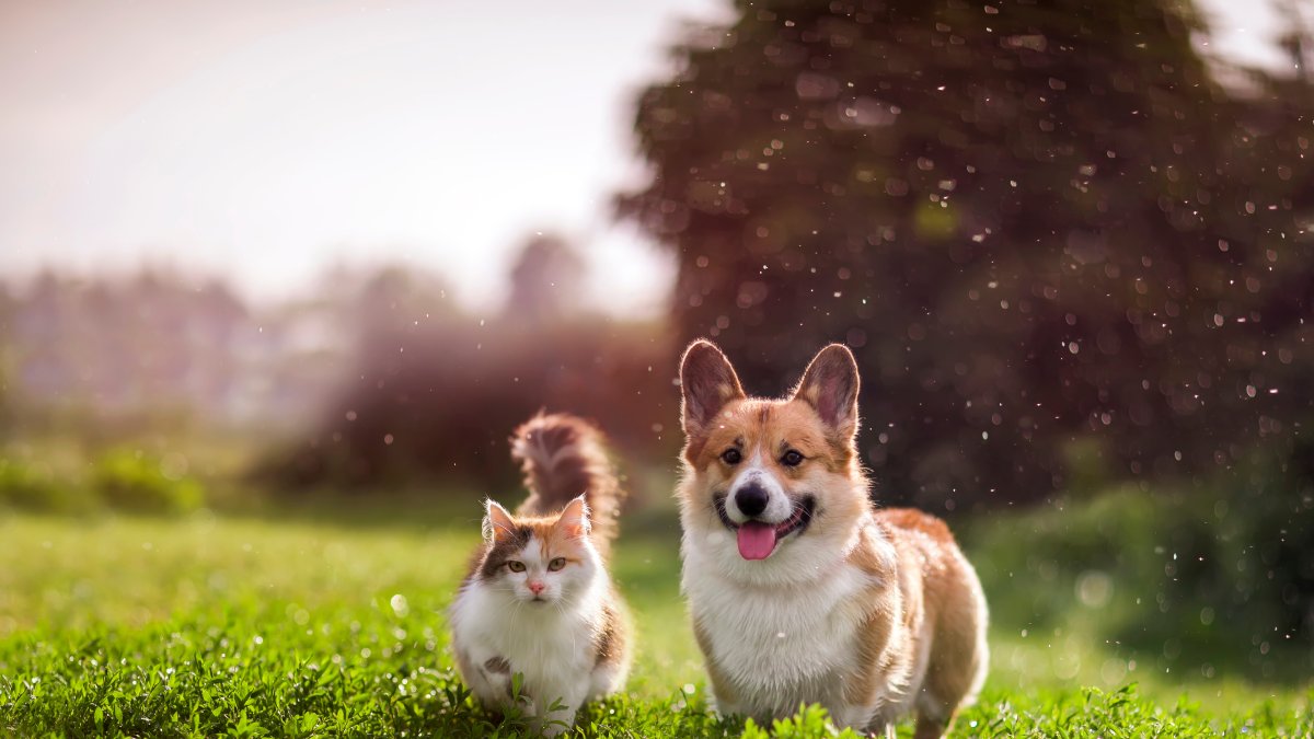 El registro obligatorio de mascotas empezará el próximo año en Quito.
