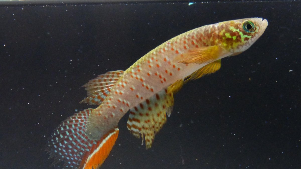 Fotografía sin fechar cedida por Heinz Arno Drawert, que muestra un pez que puede sobrevivir fuera del agua.