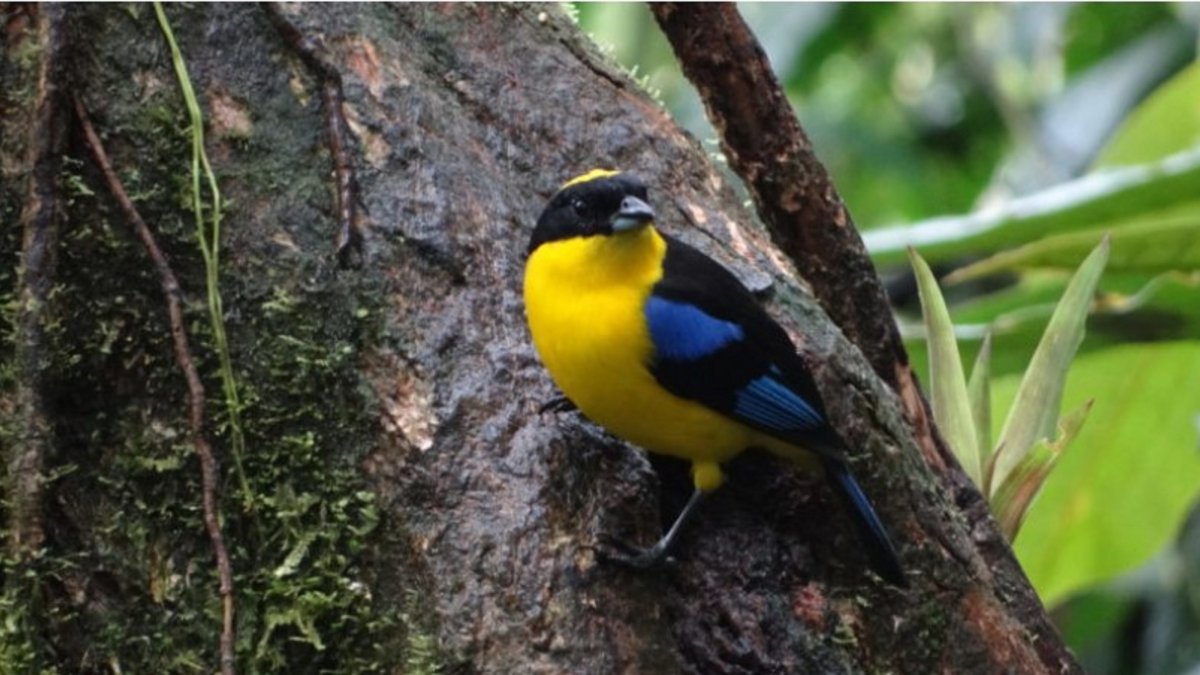 Ambiente. En Quito y sus bosques hay más de 500 especies de aves.