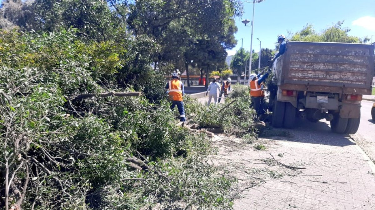 Árbol caído en el sector redondel del Mercado Mayorista.