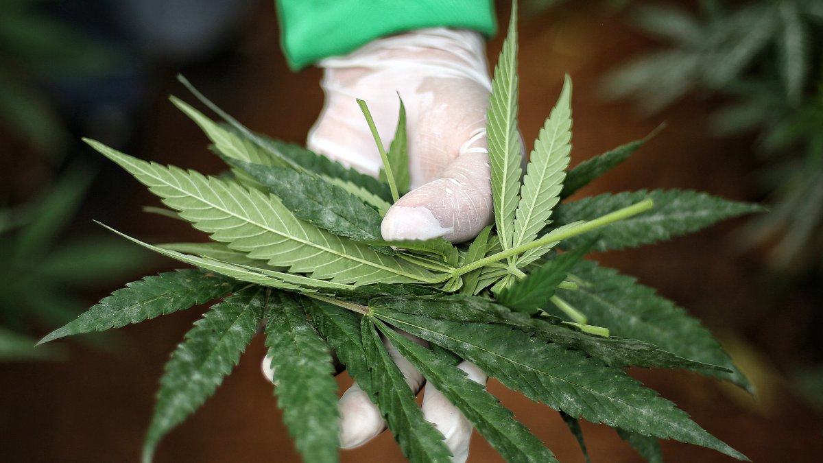 Vista de unas hojas cannabis medicinal, en una fotografía de archivo.