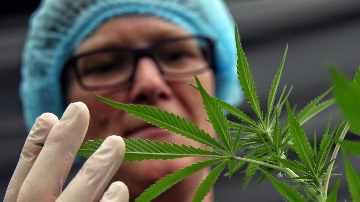 Imagen referencial. Planta de cannabis.