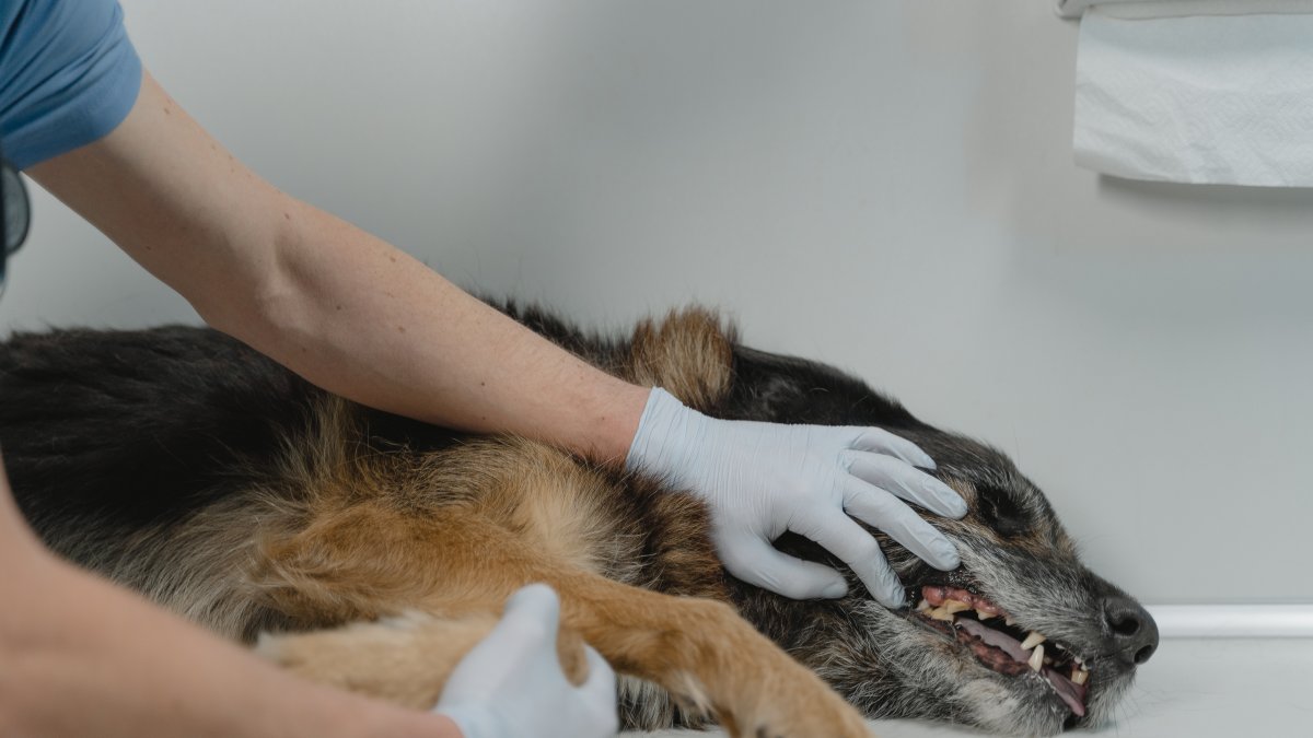 Atención. El veneno y los perros hacen una pareja con la que nadie quiere lidiar. Pero es un riesgo a tener en cuenta quien tiene perros.