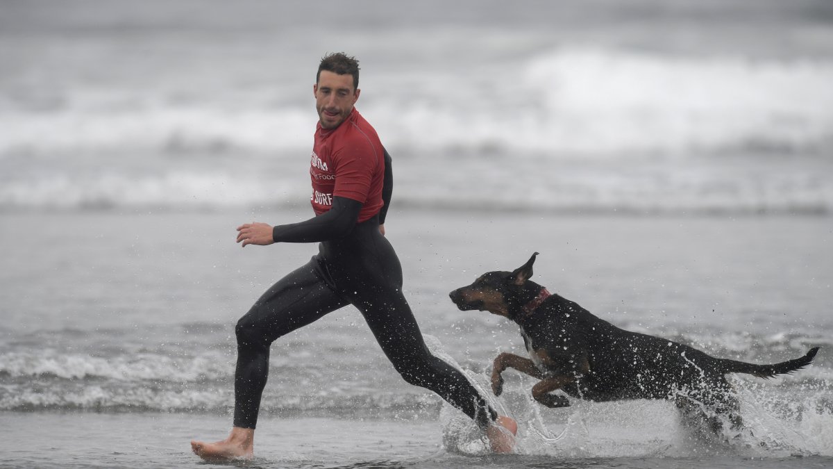 Nexos. Se han descrito muchos casos de lealtad incondicional de los perros para con sus tutores.