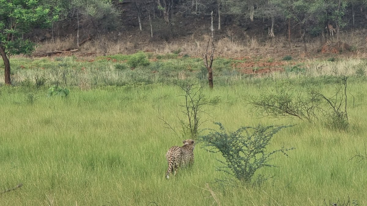 La muerte de ocho de los primeros guepardos africanos que llevan menos de un año en la India como parte de un proyecto para reintroducir esta especie, ha puesto en jaque el programa.