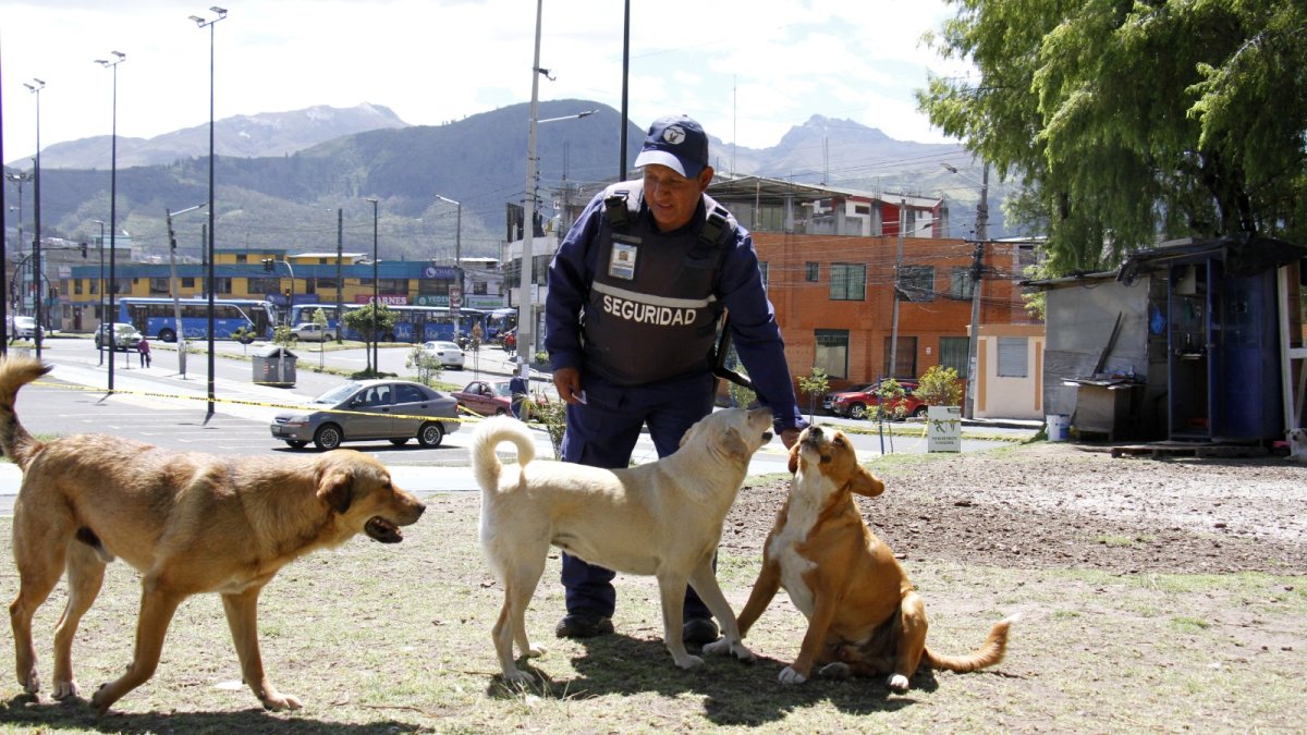 Común. En el sur, centro y norte de la urbe existen barrios que decidieron dar protección y cuidado a los animales que llegaron buscando abrigo, pero ser sus tenedores no es opción.