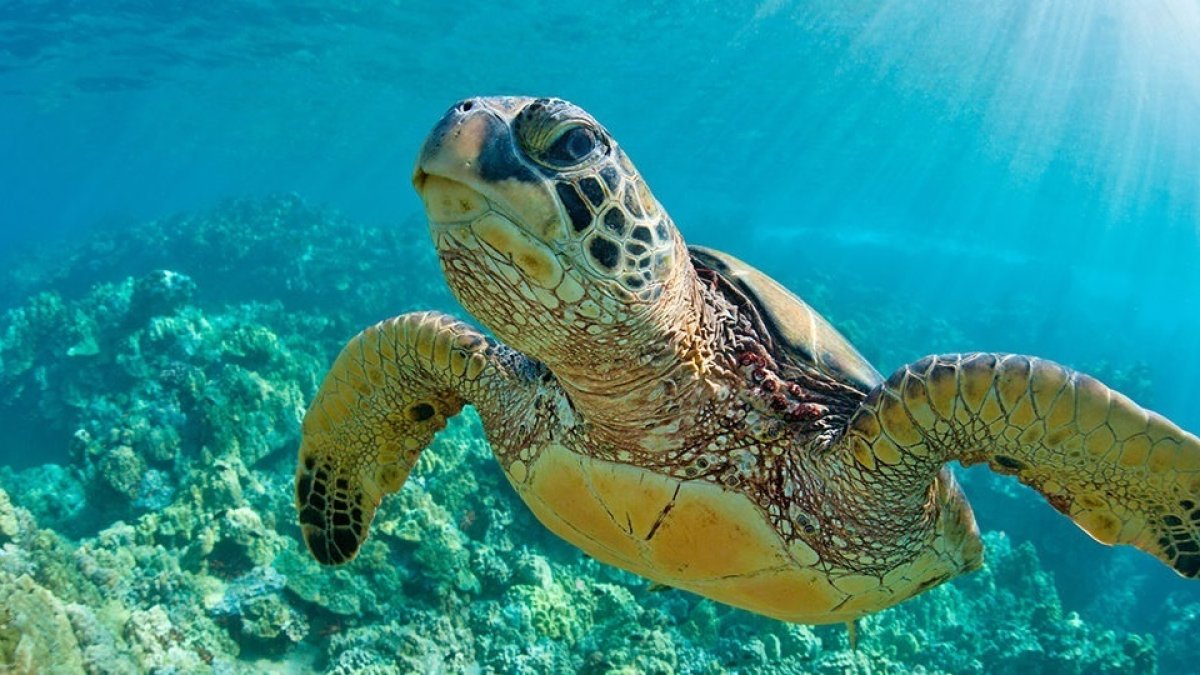 La fidelidad de las tortugas por estos espacios es grande