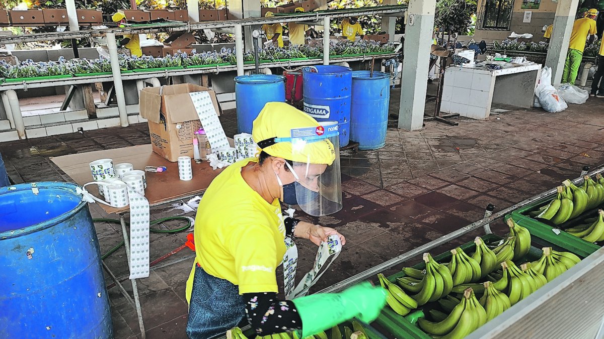 Hasta junio de este año, se exportaron 10.004.302 millones de cajas a Turquía, un 25 % menos