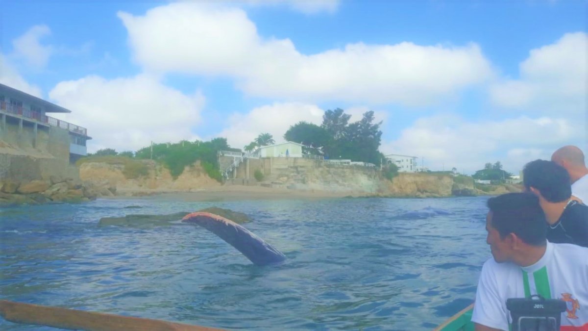 Situación. El animal quedó encallado entre arena y piedras.
