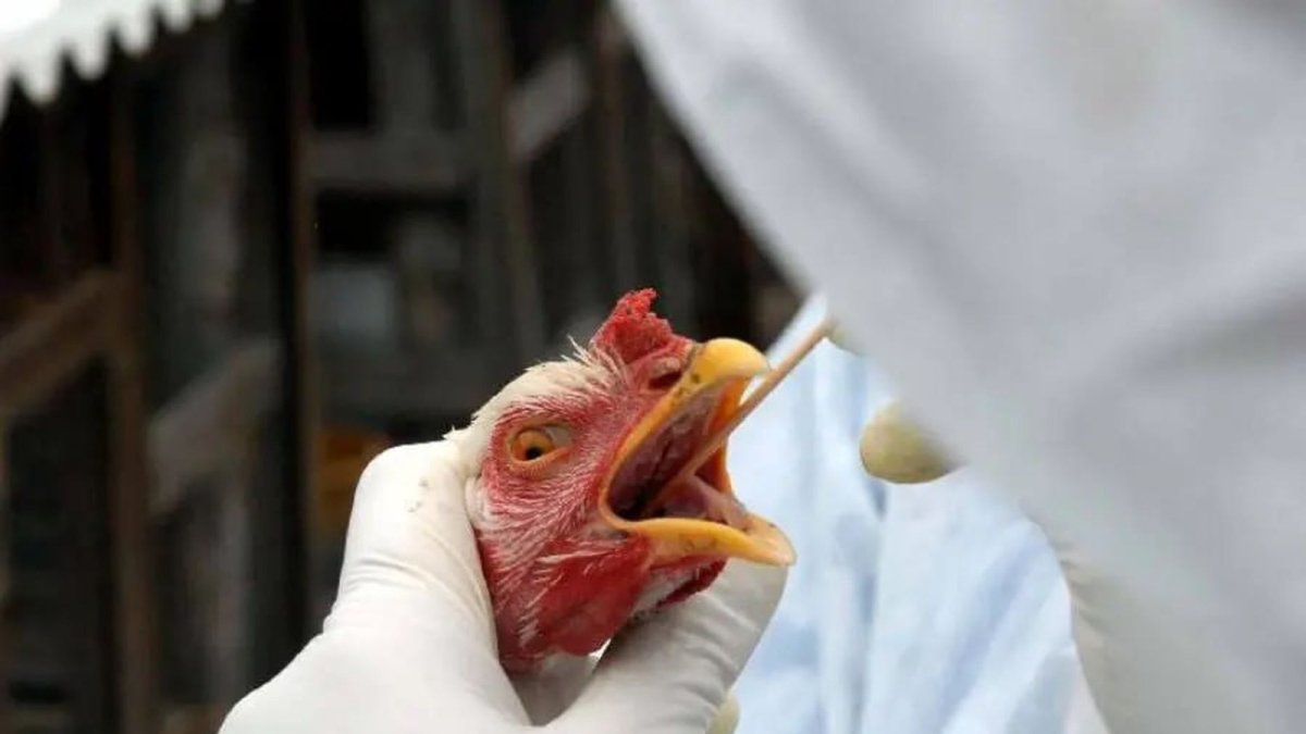 Suspendido. Por la alerta, Japón detuvo las importaciones.