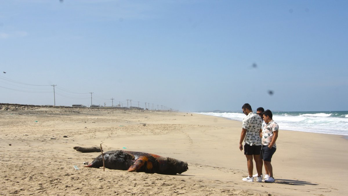 Hecho. Varios turistas se detuvieron a observar el cadáver de los lobos marinos.