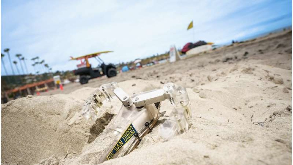Un modelo de robot capaz de avanzar bajo la arena, a una profundidad de 12 centímetros. Avanza a una velocidad unos 4 metros por hora.
