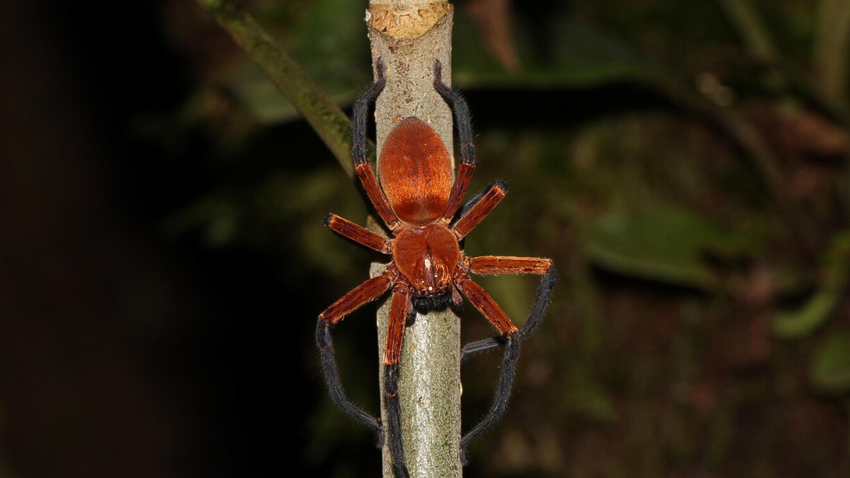 La araña cangrejo gigante, recién descubierta en el Parque Nacional Yasuní.