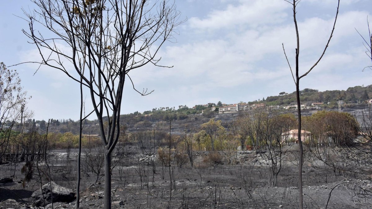 El gran incendio que afectó al litoral de Apulia fue controlado por los bomberos.