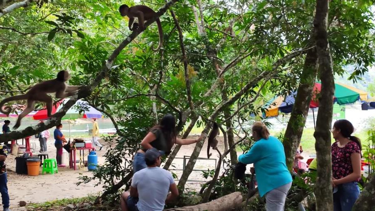 Actividades. En los cuatro sábados se han  organizado varios eventos en el mes que Tena dedica a la cultura .