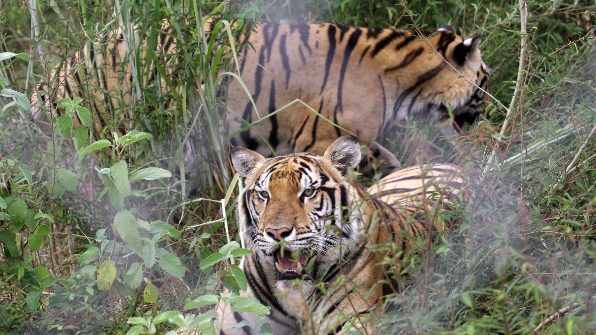 India. Los ejemplares son censados constantemente.