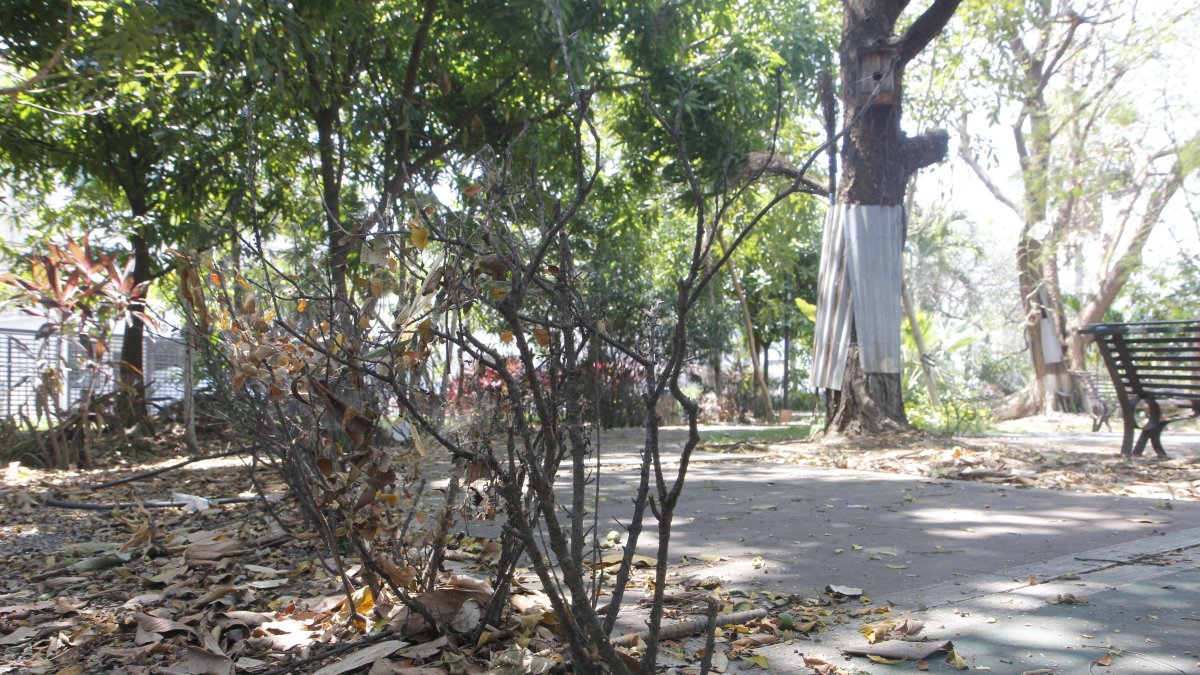 Los árboles y plantas del parque Antonio Neumane se han marchitado.