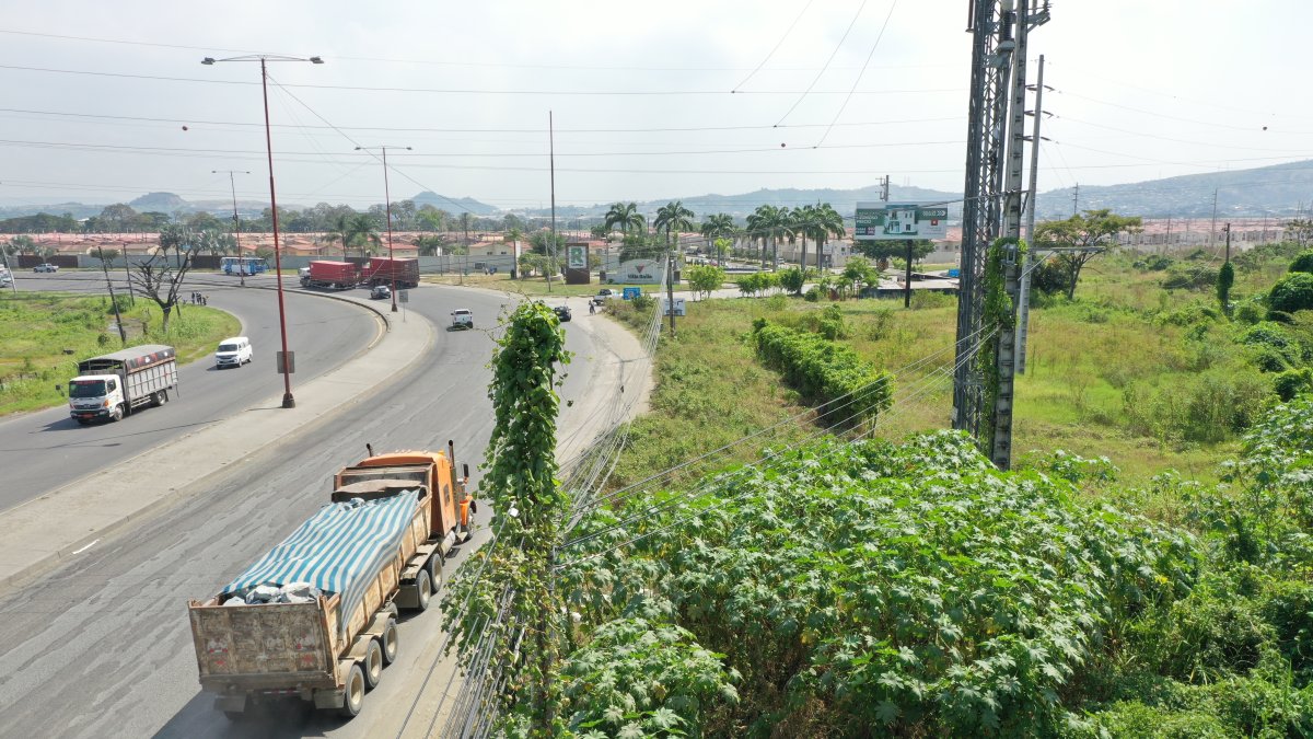 Vista. La flora ha llegado hasta el tope de los postes eléctricos.