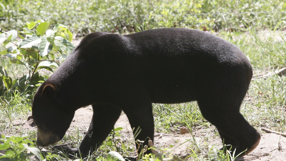 Un ejemplar de oso malayo similar al del zoológico de Hangzhou, en el este de China.