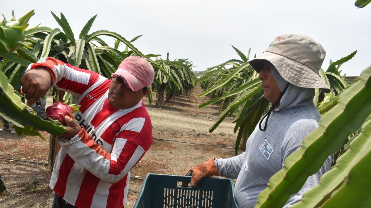 Productos como la pitahaya y la cerámica podrían entrar libre de aranceles al mercado de este país centroamericano.