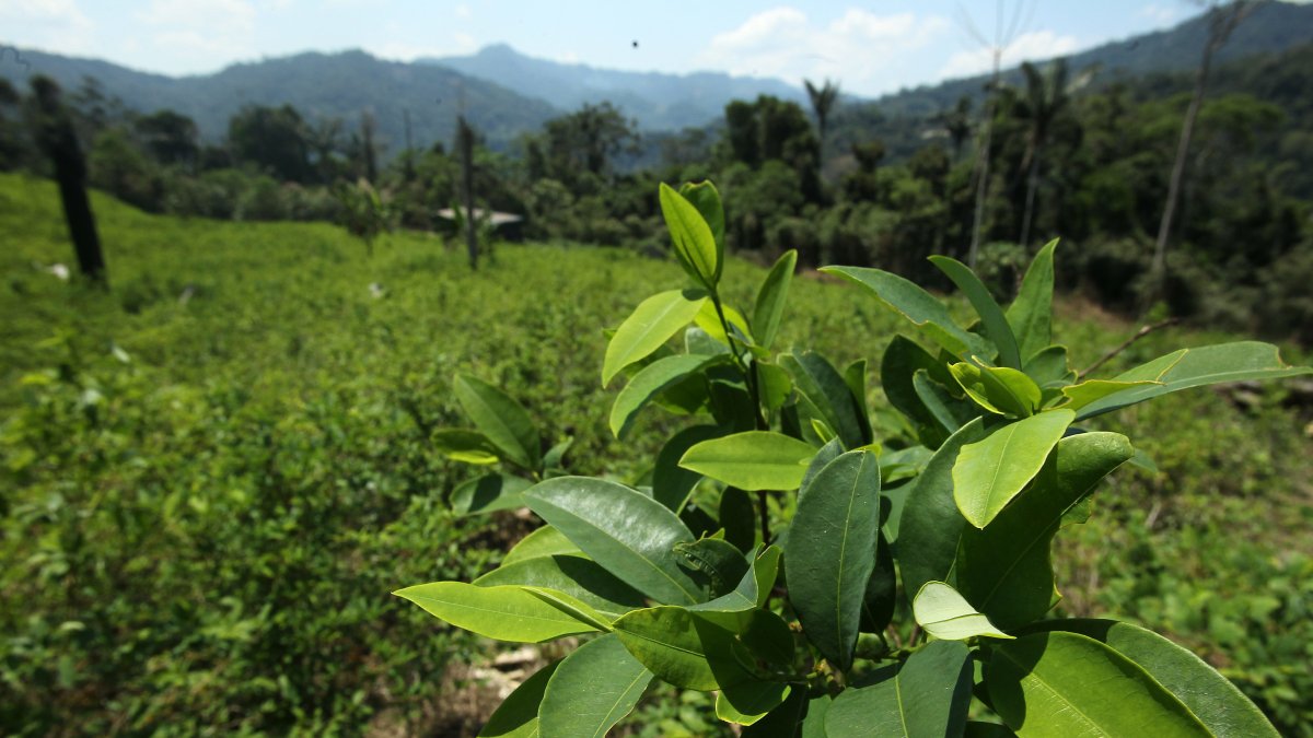 Fotografía de archivo de un cultivo de coca en Peru.