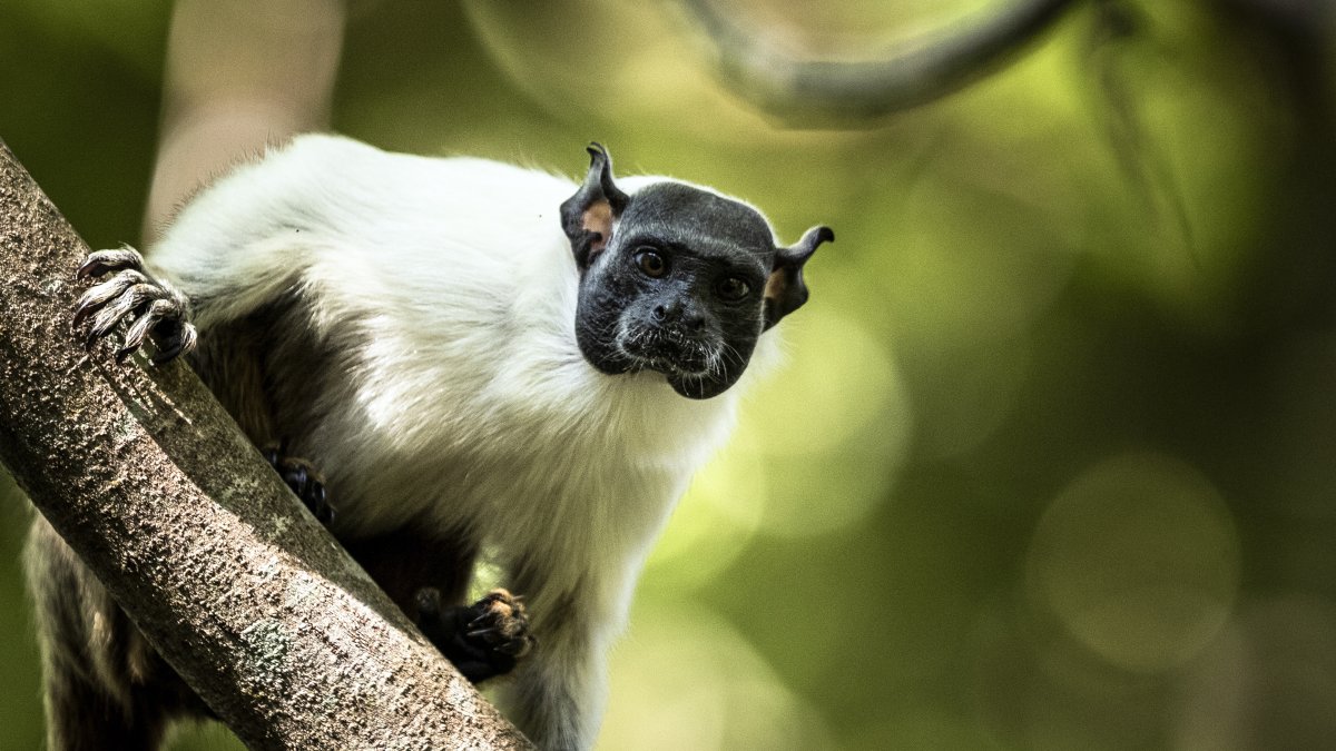Silvestres. Uno de los monos tamarino calvo, aparece en un área protegida.