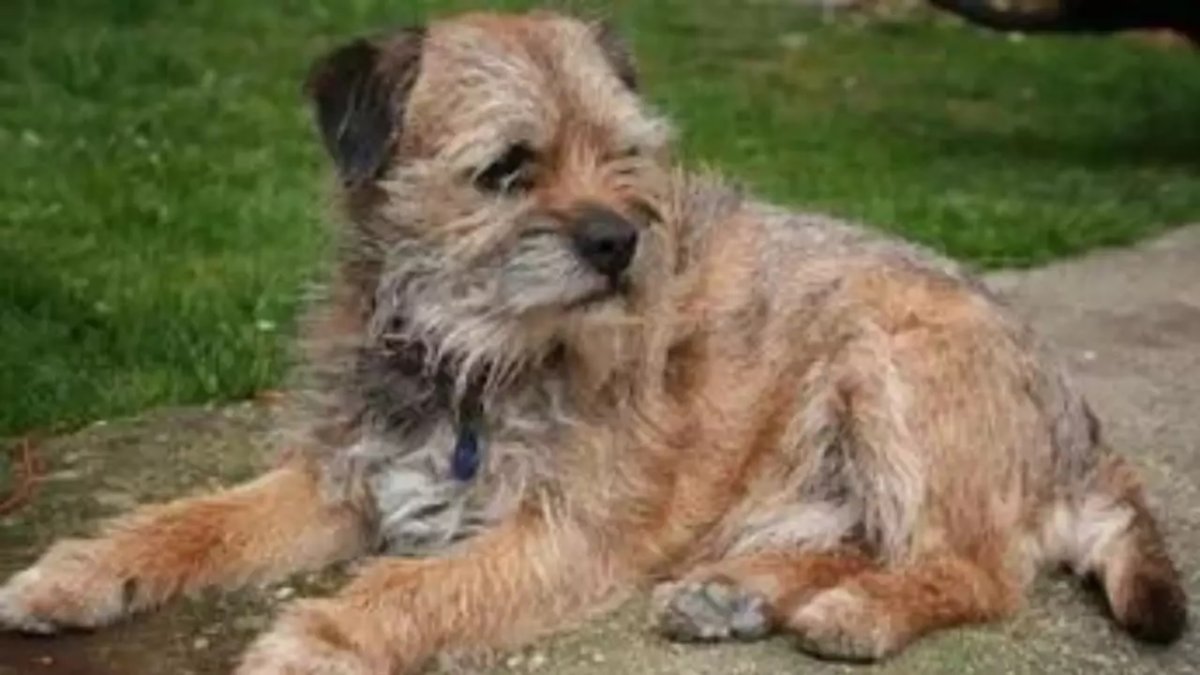 Los agentes encontraron al animal, visiblemente cansado, tras recibir de madrugada una llamada que alertaba de la presencia de un perro que vagaba solo por la carretera hacia Chancy