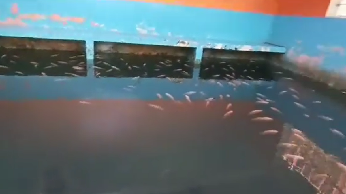 Historial. De acuerdo a    militares, la piscina data de varios años atrás.