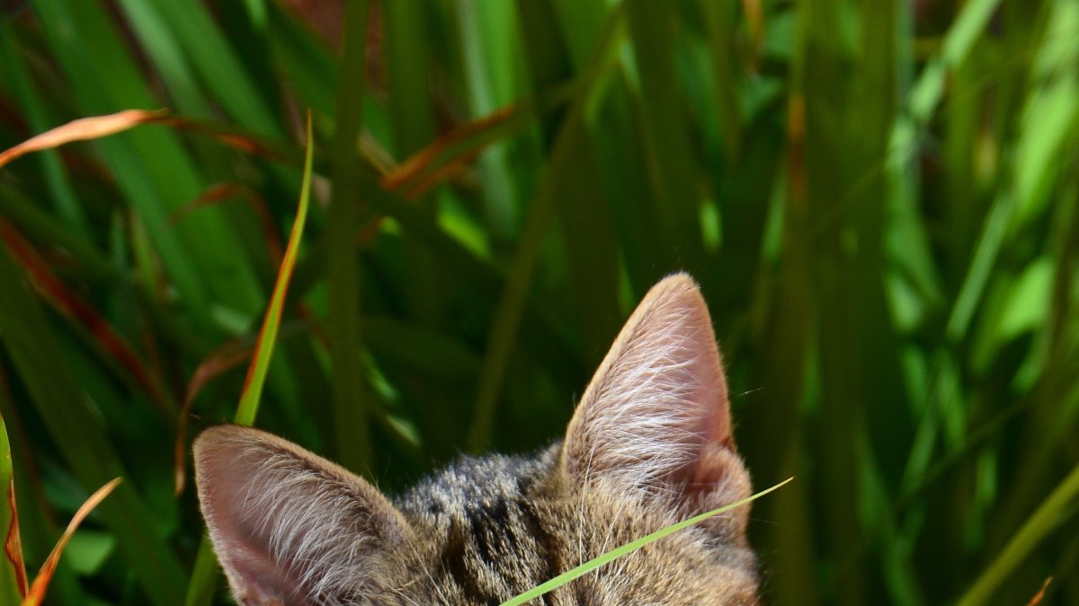 Un gato come se lleva a la boca un trozo de hierba fresca.
