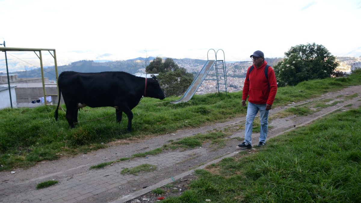 Muestra. En el parque del barrio Salvador Allende, hay una vaca que dejan todos los días.