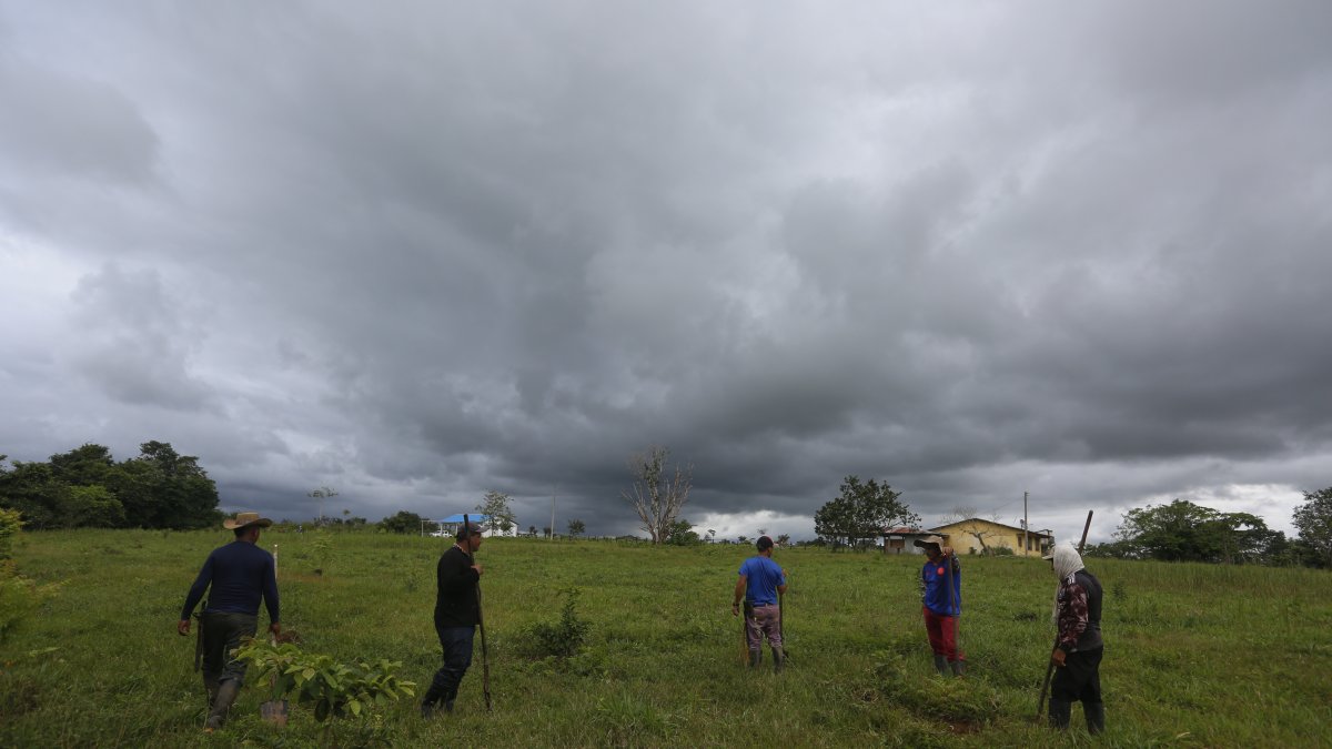 Labor. Campesinos limpian un lote reforestado.