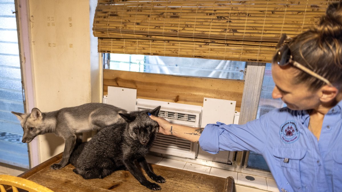 Refugio. Nicole Navarro, fundadora y presidenta de Pawsitive Beginnigs.