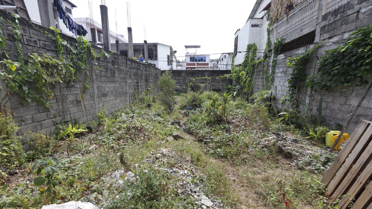 La maleza crece en varios predios desocupados de la urbe.