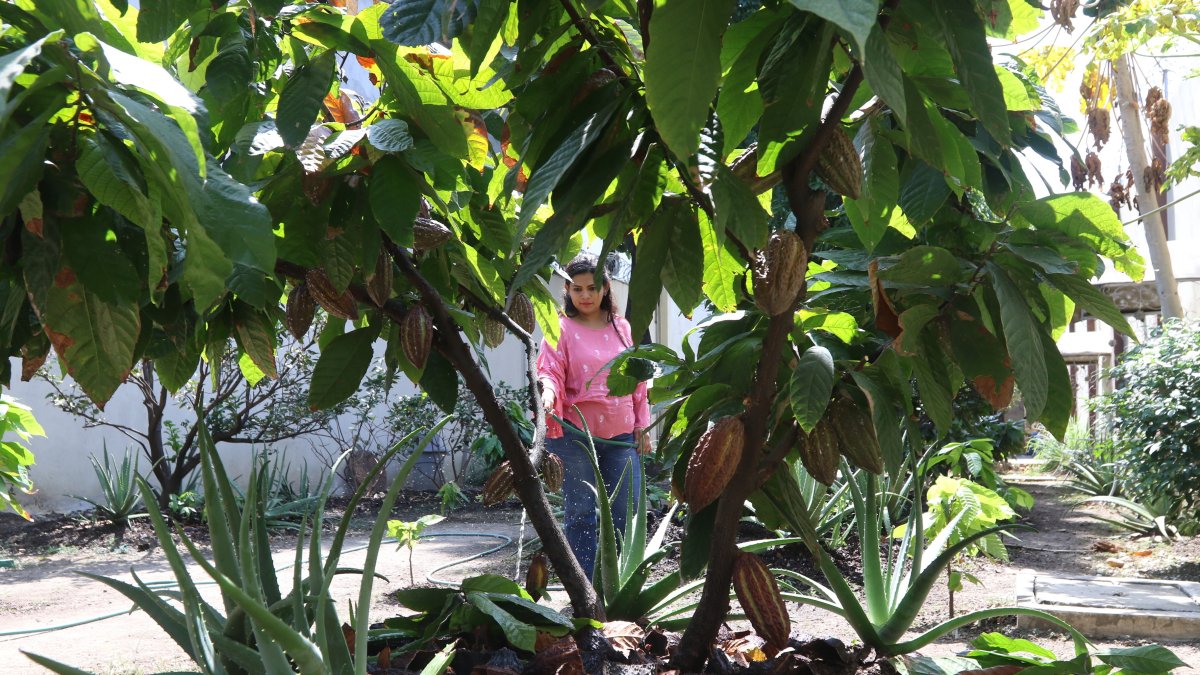 Cultivo. Una mujer riega un cultivo de cacao en la provincia del Guayas.