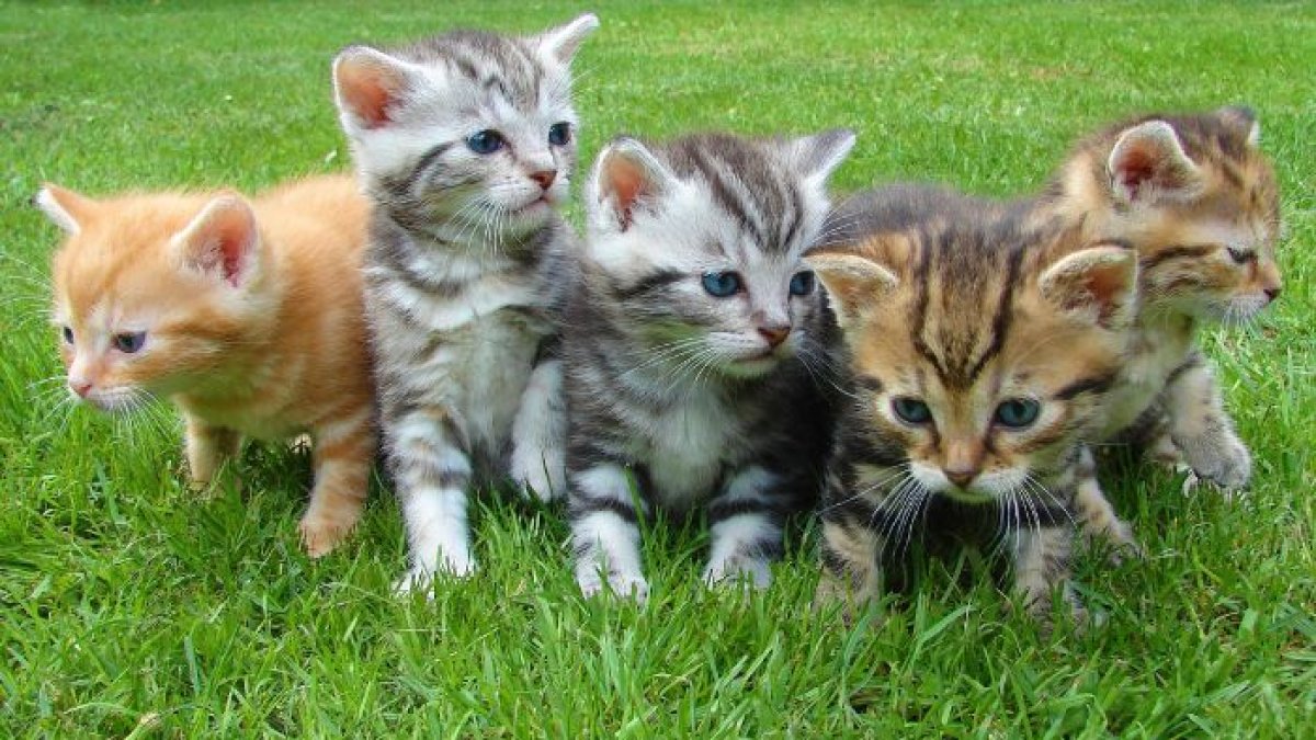 Los gatos también celebran su día el 8 de agosto.