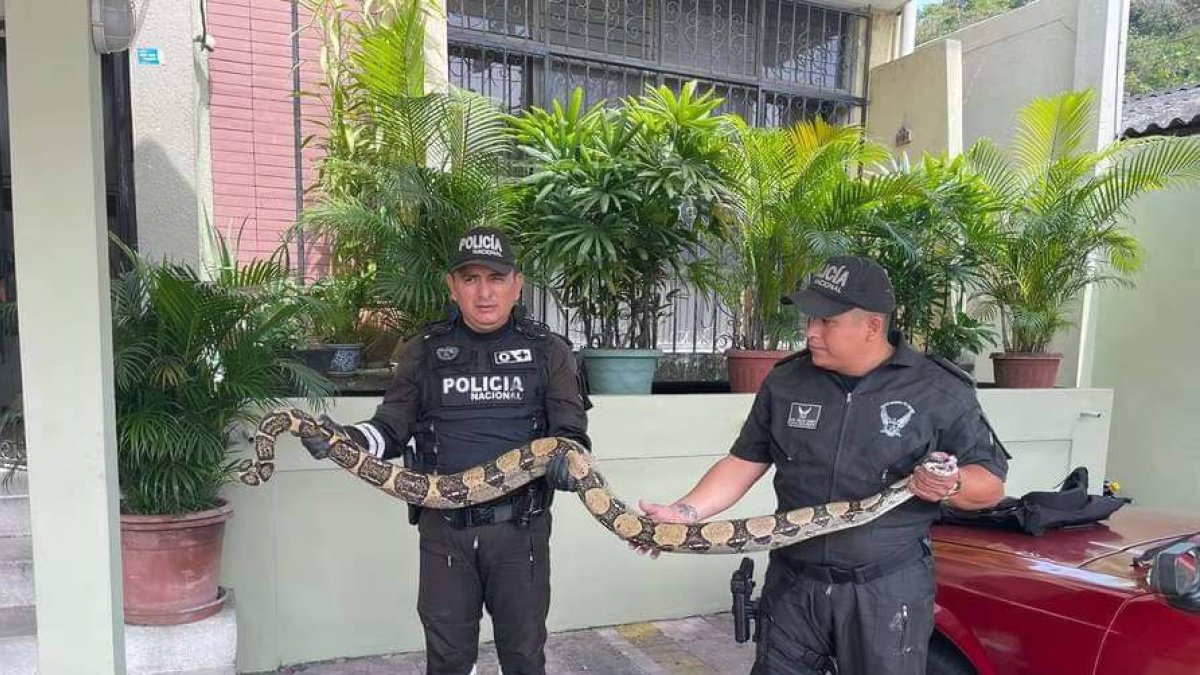 Esas son las boas constrictoras que se han hallado estos días en Guayaquil. En la imagen, las encontradas en Urdenor.