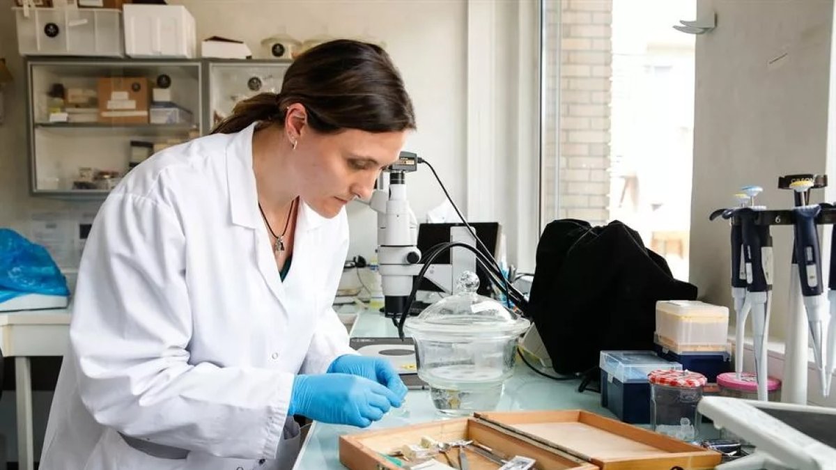 Proponen una vacuna innovadora dirigida a la microbiota de las garrapatas para reducir la prevalencia de la bacteria que causa la enfermedad de Lyme.