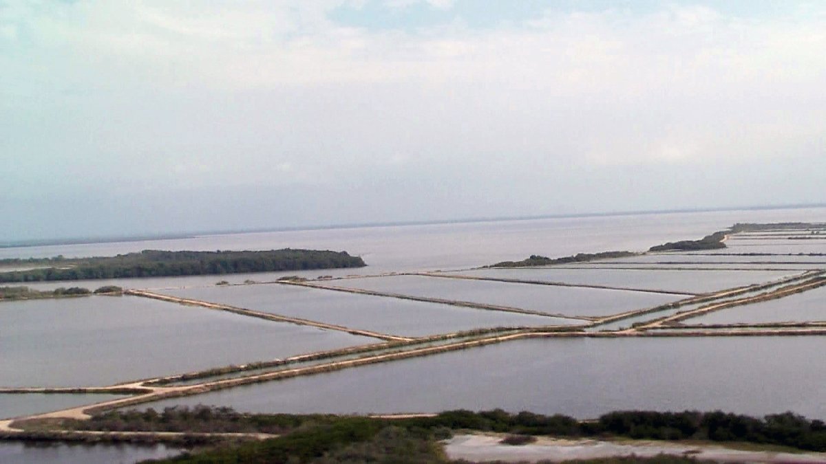 Piscinas de crianza de camarón de la empres camaronera ecuatoriana.