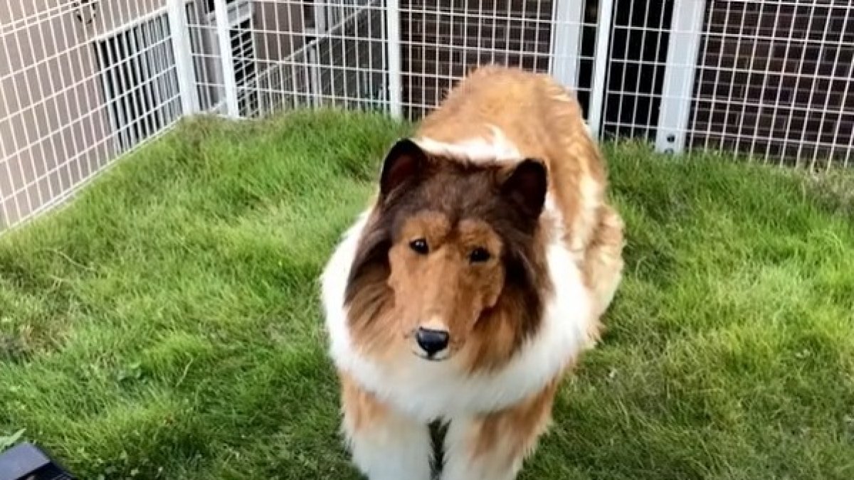 Convertirse en un perro y salir caminar fue el sueño de Toco desde niño.