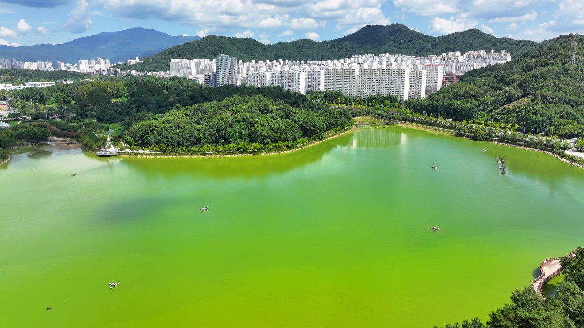 Algas verdes peligrosas florecen en un lago en un parque en la ciudad suroccidental de Gwangju, Corea del Sur,