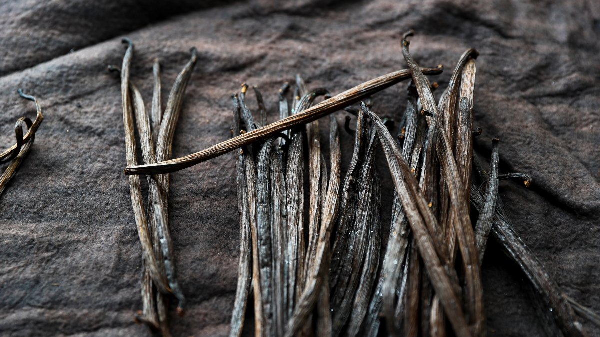 Proceso. Vainas de vainillina  listas para ser conservadas.