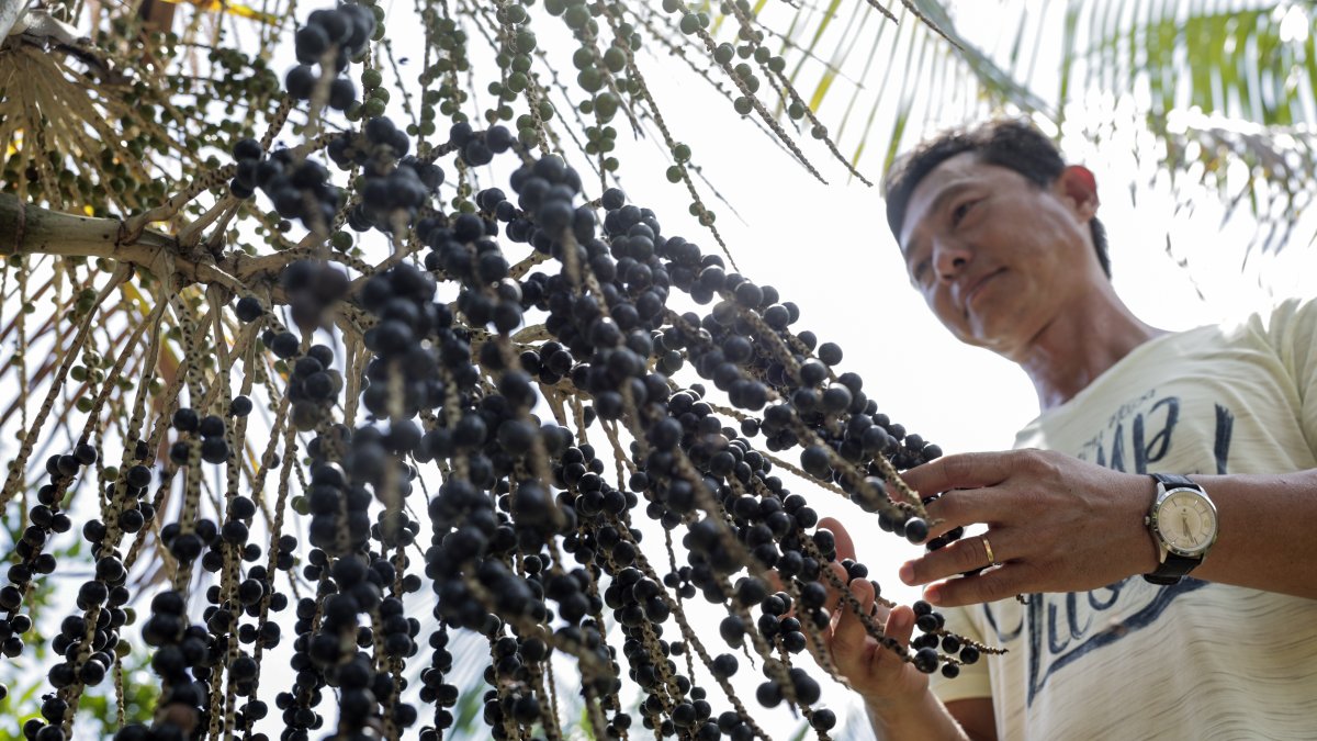 Producción. El empresario Marco Noda muestra frutos de açaí, en la región de Igarapé-Miri (Brasil).