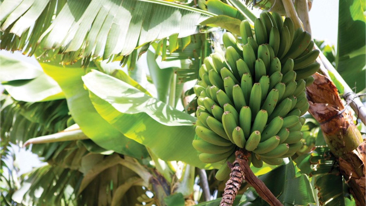 Inspección. Se han tomado muestras en cuatro provincias.