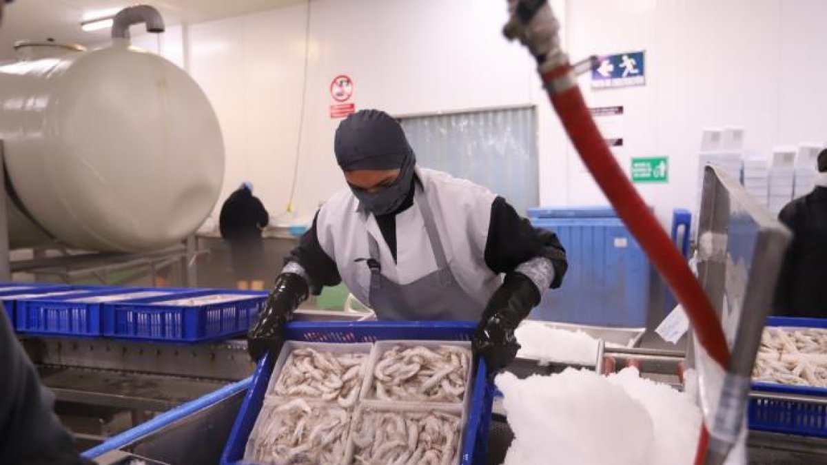 Producción.- Una empresa que exporta camarón.