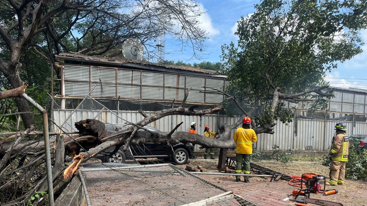Uno de los carros tuvo daños en su techado y varias rejas cayeron con el impacto del árbol.